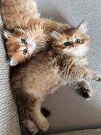 7 prachtige Britse Langharig / Kortharig kittens, Dieren en Toebehoren, Katten en Kittens | Raskatten | Langhaar, Meerdere dieren