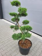 Juniperus virg.grey owl, Tuin en Terras, Bloeit niet, Overige soorten, 100 tot 250 cm, Ophalen