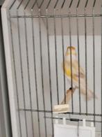 Majoor  putters koppel 2025, Dieren en Toebehoren, Vogels | Overige Vogels, Meerdere dieren, Wildzangvogel