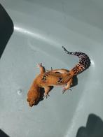 Luipaard gekko vrouw, Hagedis