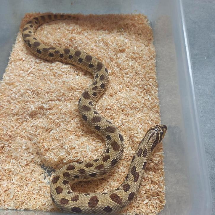 0.1 Heterodon nasicus anaconda het albino nk.21