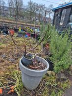 Brogiotto Bianco Vijg - Groene, Winterharde Variëteit, Bloeit niet, Overige soorten, Minder dan 100 cm, Ophalen