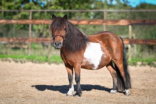 Verzorger gezocht voor lieve shetlander, Dieren en Toebehoren, Paarden en Pony's | Verzorgingsproducten, Ophalen of Verzenden