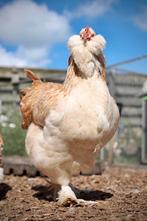🥚 Duitse Faverolle broedeieren 🥚 Groot ras, Dieren en Toebehoren, Pluimvee, Geslacht onbekend, Kip