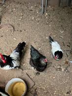 Trio Lakenvelder kippen, Meerdere dieren, Kip