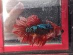 Betta vrouw halfmoon koi marble, Vis