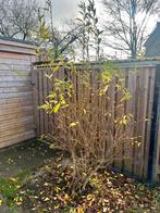 Gratis Wilg, Ophalen, Halfschaduw, Overige soorten, Lente