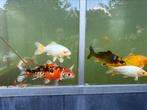 Kooikarpers, Dieren en Toebehoren, Vissen | Vijvervissen, Karper of Koi