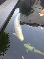 koikarper, mooie dame 75 cm, Dieren en Toebehoren, Vissen | Vijvervissen, Karper of Koi
