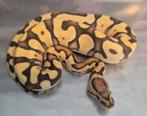 Python regius enchi (od) amur/amon desert ghost man, Dieren en Toebehoren, Slang
