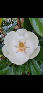 Magnolia grandiflora François Treyve / hoogstam 6-8 ‼️, Tuin en Terras, Planten | Bomen, Zomer, 400 cm of meer, Ophalen, Volle zon