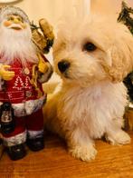 🌟 Superlieve Maltipoo Pup – 14 Weken – Beige – Klaar voor e, Dieren en Toebehoren, Honden | Chihuahua's en Gezelschapshonden