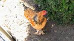Te koop, 2 jonge Brahma hanen, Dieren en Toebehoren, Mannelijk, Kip