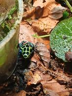 Twee volwassen ranitomeya variabilis southern, Dieren en Toebehoren, Reptielen en Amfibieën, 0 tot 2 jaar