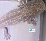 Axolotl Iridophore Starburst (A) Adult, Amfibie, Tam, 0 tot 2 jaar