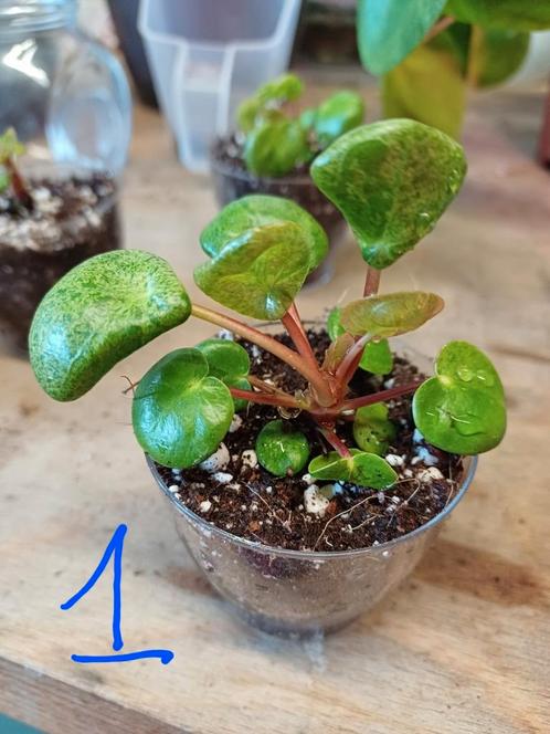 Pilea Mojito (pannenkoekplant variegata), Huis en Inrichting, Kamerplanten, Overige soorten, Minder dan 100 cm, Ophalen