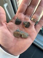 Fossiele haaientanden - Hexanchus - Antwerpen (België), Ophalen of Verzenden, Fossiel