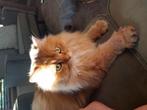 Britse langhaar gold shaded, Dieren en Toebehoren, Kater