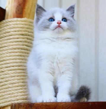 Ragdoll kittens met stamboom & gezondheidsgarantie beschikbaar voor biedingen