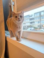 Herplaatsing – Lieve Brits Korthaar poes, Dieren en Toebehoren, Katten en Kittens | Raskatten | Korthaar, Poes