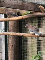 2 koppels Senegal duifjes, Dieren en Toebehoren, Vogels | Duiven, Meerdere dieren, Overige soorten