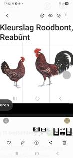 Friese kip rood bont, Dieren en Toebehoren, Pluimvee, Mannelijk, Kip