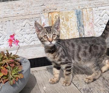 bengaal X maine coon kittens beschikbaar voor biedingen