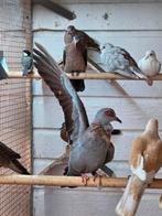 Groenvleugel duiven, Dieren en Toebehoren, Meerdere dieren, Overige soorten