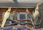 2 mooie koppels valkparkieten, Dieren en Toebehoren, Vogels | Parkieten en Papegaaien, Meerdere dieren, Parkiet, Geringd