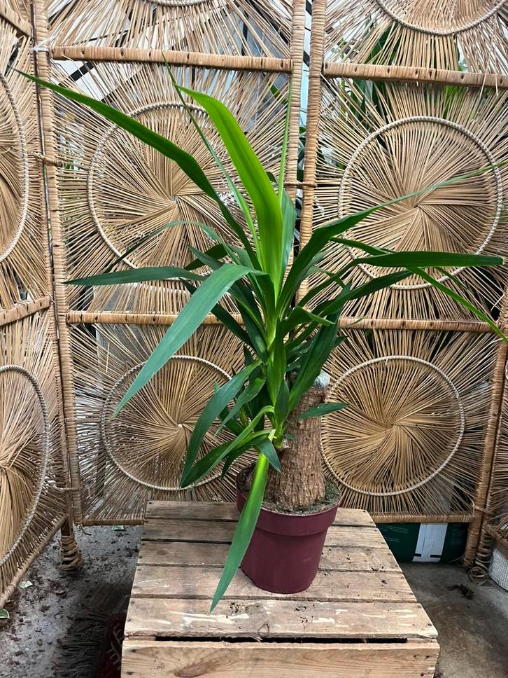Yucca – 80 cm, Tuin en Terras, Planten | Tuinplanten, Overige soorten, Volle zon, Ophalen