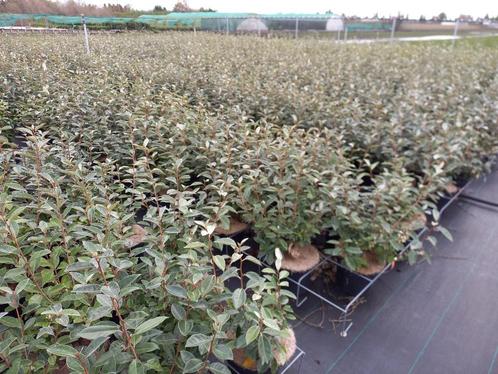 Elaeagnus ebbingei of compacta voor hagen ook wel olijfwilg, Tuin en Terras, Planten | Struiken en Hagen, Haag, Ophalen