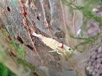 Pure Red line 14k., Kreeft, Krab of Garnaal