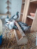 9 postduiven, Dieren en Toebehoren, Vogels | Duiven, Meerdere dieren, Postduif