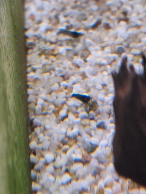 Bleu Dreams oranje ogen, Dieren en Toebehoren, Vissen | Aquariumvissen, Vis