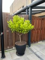 Grote Citrus Calamondin sinaasappel mandrijnboom 180 cm, Halfschaduw, Overige soorten, 100 tot 250 cm, Zomer