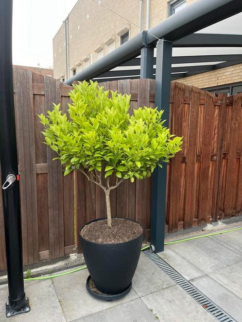 Grote Citrus Calamondin sinaasappel mandrijnboom 180 cm, Tuin en Terras, Planten | Bomen, Overige soorten, 100 tot 250 cm, Halfschaduw