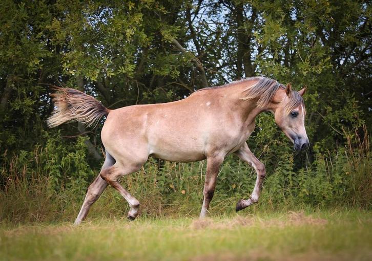 Zeer lieve arabier merrie, Dieren en Toebehoren, Paarden, Merrie, Onbeleerd, Minder dan 160 cm, 0 tot 2 jaar, Met stamboom, Gechipt