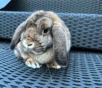 Te koop Nederlandse hangoor dwergen, Dieren en Toebehoren, Konijnen, Meerdere dieren, Middelgroot, Hangoor