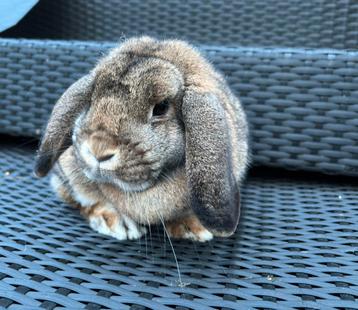 Te koop Nederlandse hangoor dwergen beschikbaar voor biedingen