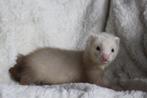 fretten pups, Dieren en Toebehoren, Overige Dieren, Mei, Meerdere dieren