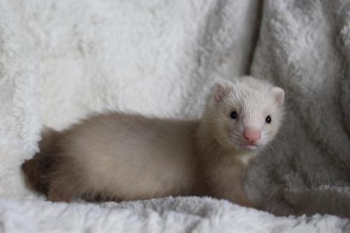 fretten pups, Dieren en Toebehoren, Overige Dieren, Meerdere dieren, Mei
