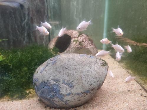 Diverse tropische vissen op voorraad, Dieren en Toebehoren, Vissen | Aquariumvissen, Zoetwatervis, Vis