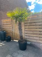 Palmboom, Ophalen, Volle zon, Palmboom, 100 tot 250 cm