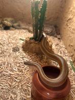 1.0 Lichanura, Rosy boa, Dieren en Toebehoren, Reptielen en Amfibieën, Slang, 0 tot 2 jaar