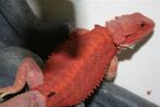 HypoTrans 100% ALBINO RED Baardagaam Bearded Dragon, Hagedis, Tam, 0 tot 2 jaar