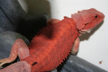 HypoTrans 100% ALBINO RED Baardagaam Bearded Dragon  beschikbaar voor biedingen