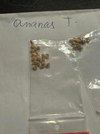 Tomatenzaden - Verschillende soorten, Tuin en Terras, Bloembollen en Zaden, Ophalen of Verzenden, Voorjaar, Volle zon, Zaad