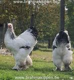 Gezocht groothoen Brahma hen, Dieren en Toebehoren, Pluimvee, Vrouwelijk, Kip