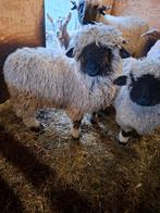 Walliser zwartneus ooien, Dieren en Toebehoren, Schapen, Geiten en Varkens, Vrouwelijk, Schaap