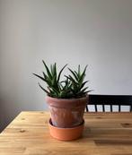 Aloe Vera plant with terracotta pot, Huis en Inrichting, Kamerplanten, Ophalen, Halfschaduw, In pot, Minder dan 100 cm